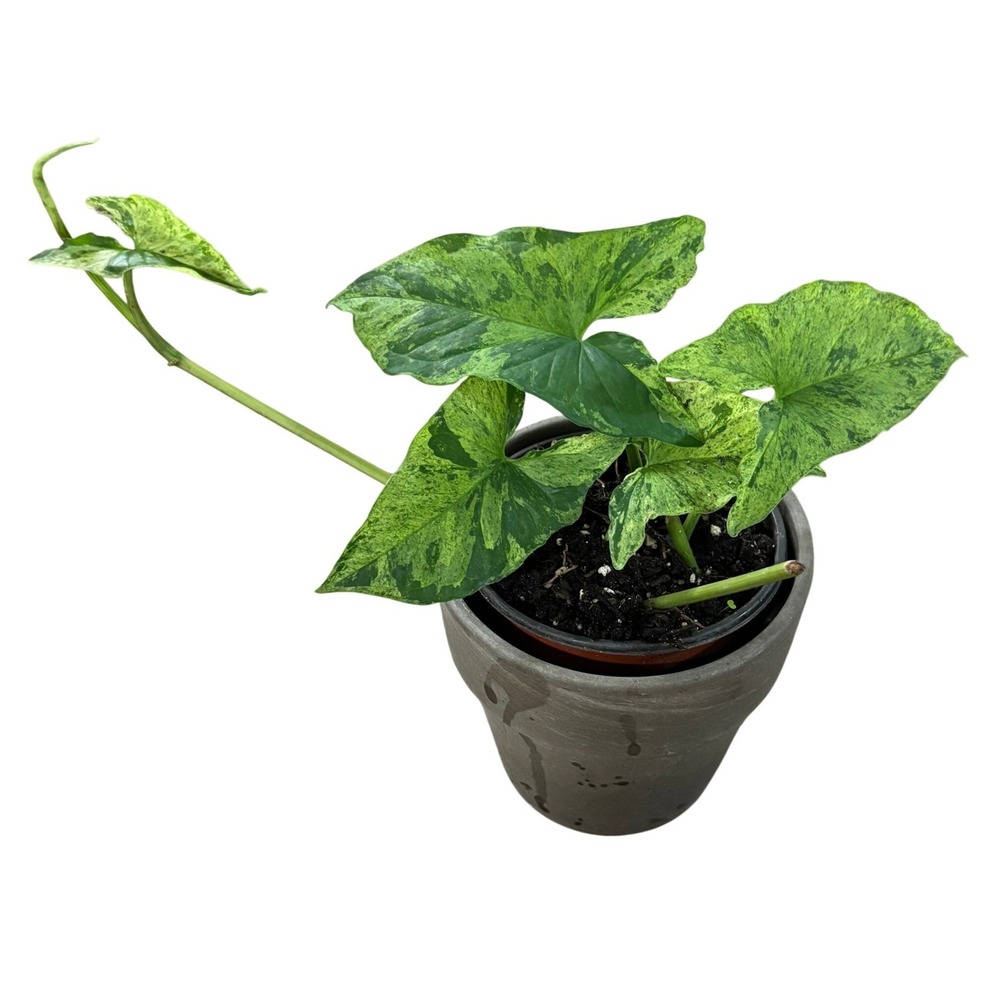 Syngonium Mojito Mottled Variegated Arrowhead Live Plant 4in Pot Rooted Aroid
